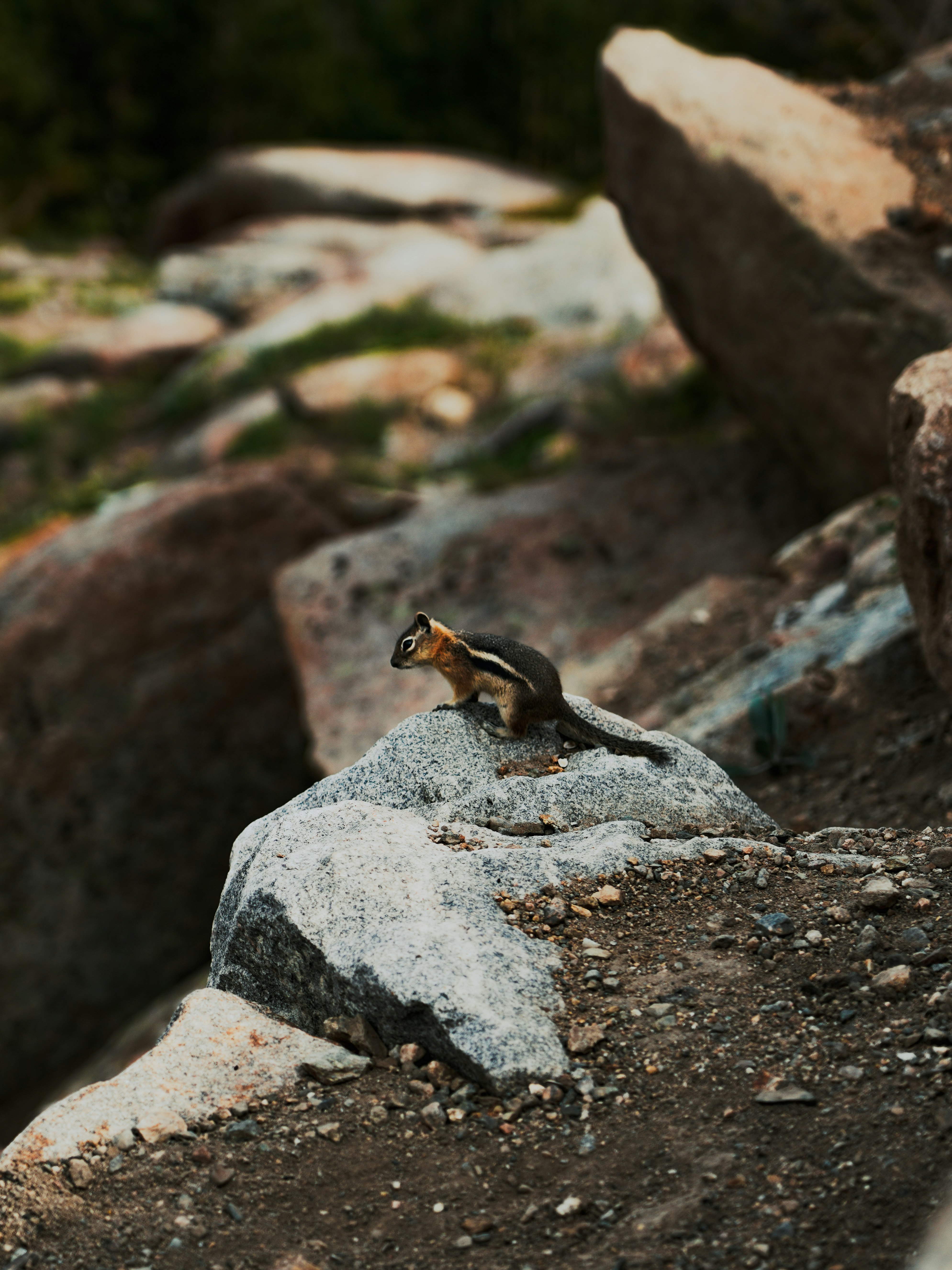 black and brown squirrel on gray rock during daytime